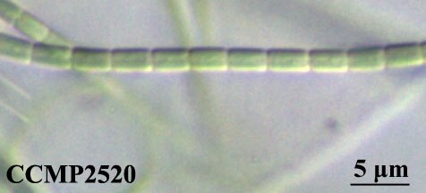 CCMP2520 | NCMA at Bigelow Laboratory